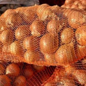 Cebula